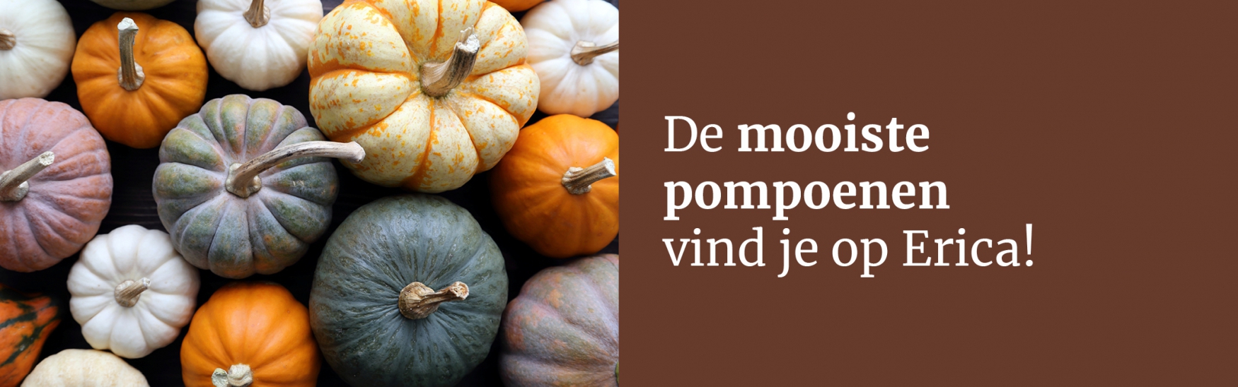 Pompoenen Drenthe